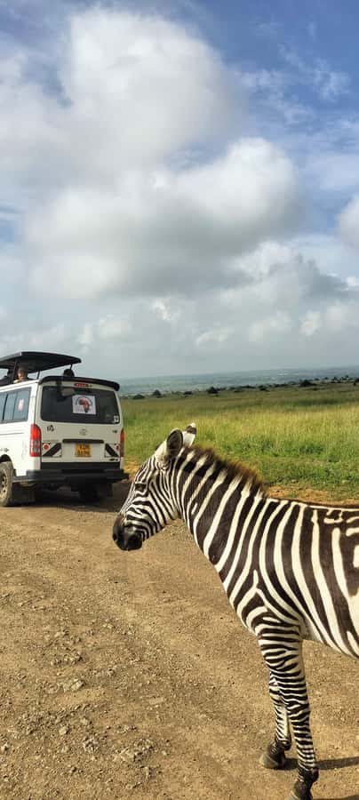 Nairobi National Park Half-Day Guided Game Drive With Pickup - Private, small-group, or shared: which format fits you?