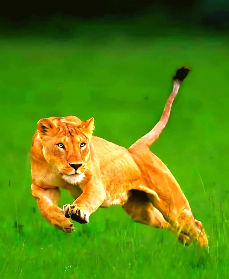 Nairobi National Park Half-Day Guided Game Drive With Pickup - What the $42 price really covers