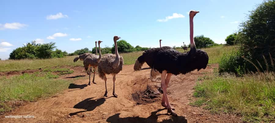 Nairobi National Park Half-Day Guided Game Drive With Pickup - Who should book this Nairobi safari?