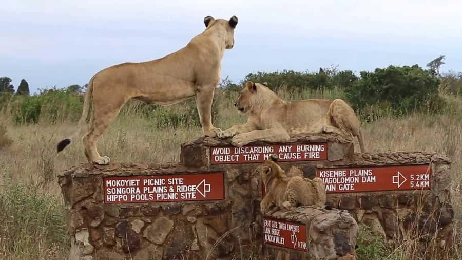 Nairobi National Park Half-Day Guided Game Drive With Pickup - Choosing the best five-hour departure