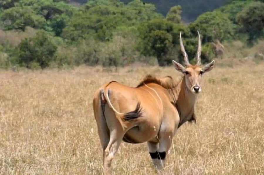 Nairobi National Park Half Day Guided Tour - Nairobi Safari Walk and its raised boardwalk