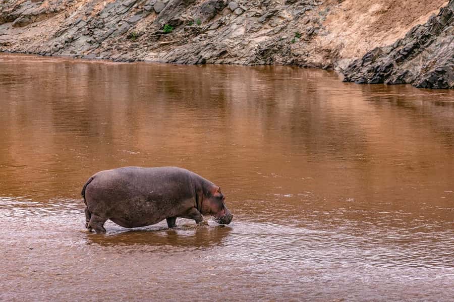 Nairobi National Park Half Day Guided Tour - What the tour costs in real terms