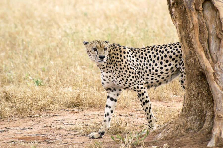 Nairobi National Park Half Day Guided Tour - Pickup, transport, and the shape of the day