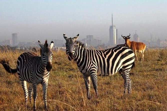 Nairobi National Park Half Day Tour - Why Nairobi National Park makes sense for a short visit