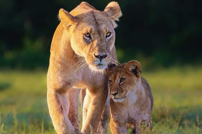 Nairobi National Park Half Day Tour - The guide can shape the morning