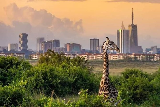 Nairobi National Park Half Day Tour - Is $194.81 a fair price?