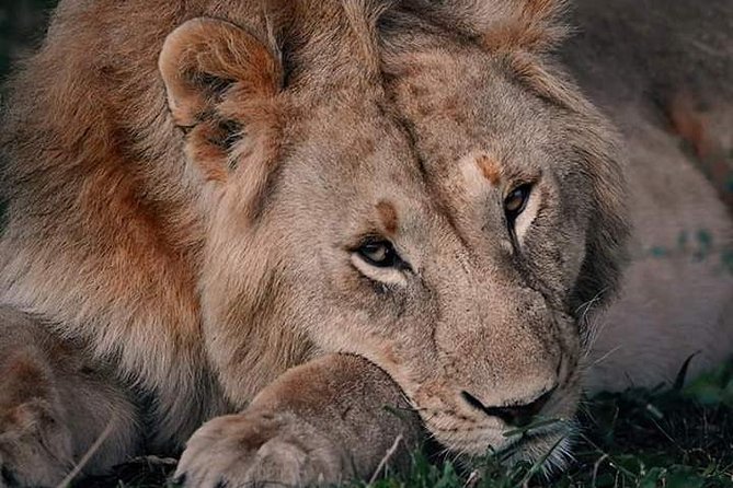 Nairobi National Park Half Day Tour - Who will enjoy this half-day safari?