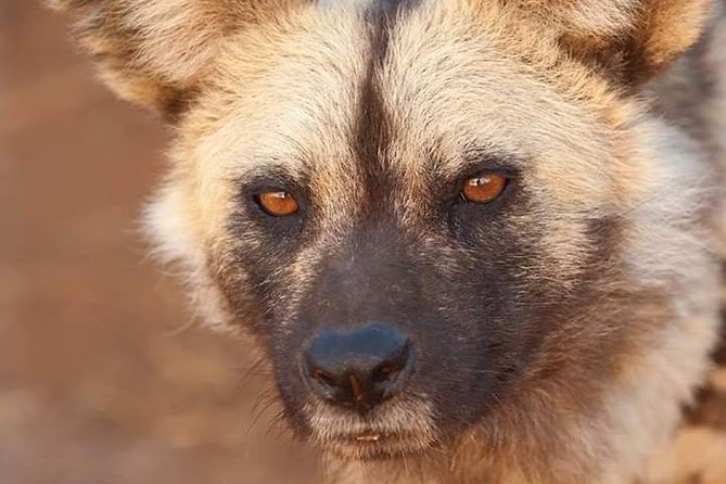 Nairobi National Park Half Day Tour - Who Will Enjoy This Nairobi Safari?