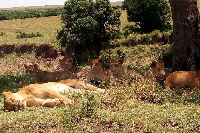 Nairobi National Park Half-Day Tour; Free Wi-Fi connection - The four to five hour game drive