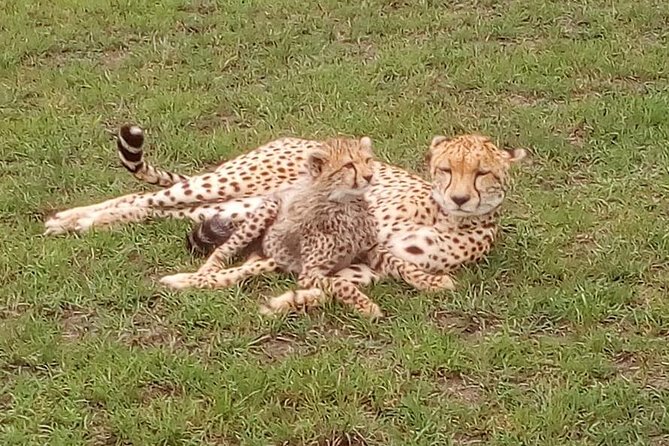 Nairobi National Park Half-Day Tour; Free Wi-Fi connection - Price, park fees, and the real value