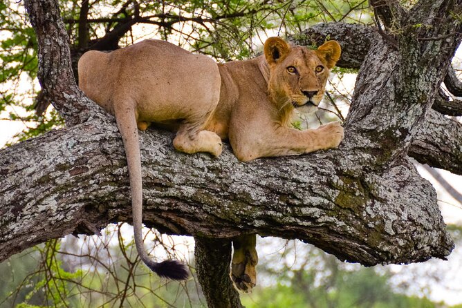 Nairobi National Park half-Day Tour; Free wifi Connection - Why this short safari works in Nairobi