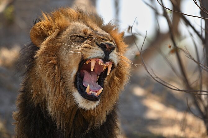 Nairobi National Park half-Day Tour; Free wifi Connection - Wildlife highlights: rhinos, lions, and open plains