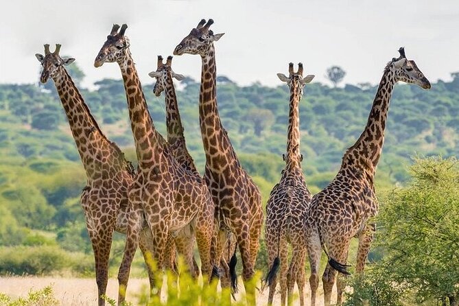 Nairobi National Park half-Day Tour; Free wifi Connection - Morning or afternoon: which should you choose?