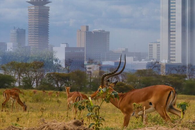 Nairobi National Park half-Day Tour; Free wifi Connection - What the $41 price really covers