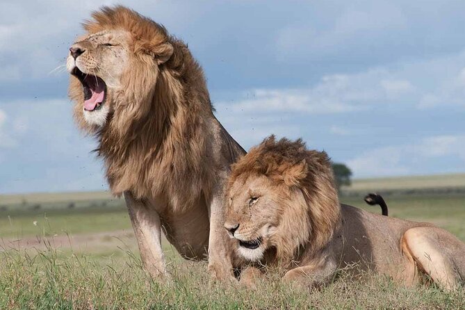 Nairobi National Park half-Day Tour; Free wifi Connection - Comfort, facilities, and small drawbacks