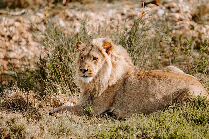 Nairobi National Park half-Day Tour; Free wifi Connection - Pickup from your hotel, apartment, or airport