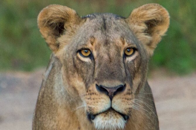 Nairobi National Park Half Day Tour with Landcruiser with Pickup - The wildlife you may see