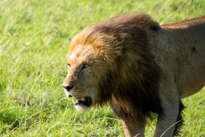 Nairobi National Park Half Day Tour with Landcruiser with Pickup - Guide service and the human side of the trip