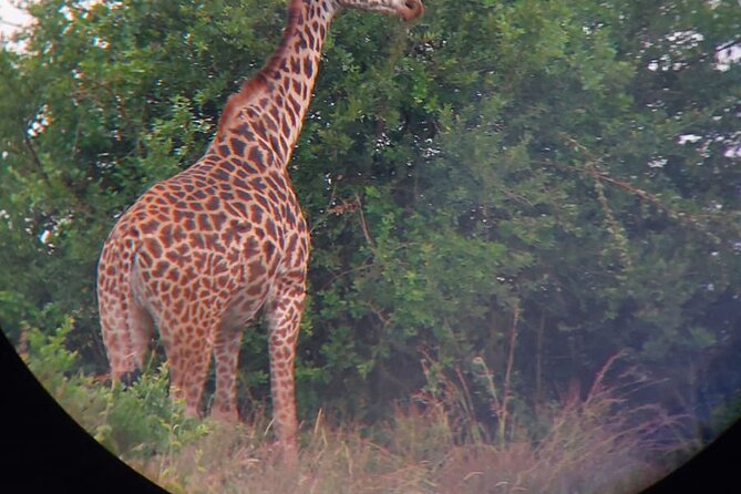 Nairobi National Park Half Day with Pickup - Why this park works so well for a short safari