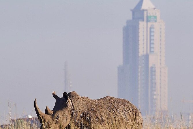 Nairobi National Park Half Day with Pickup - Practical advice for making the four hours count