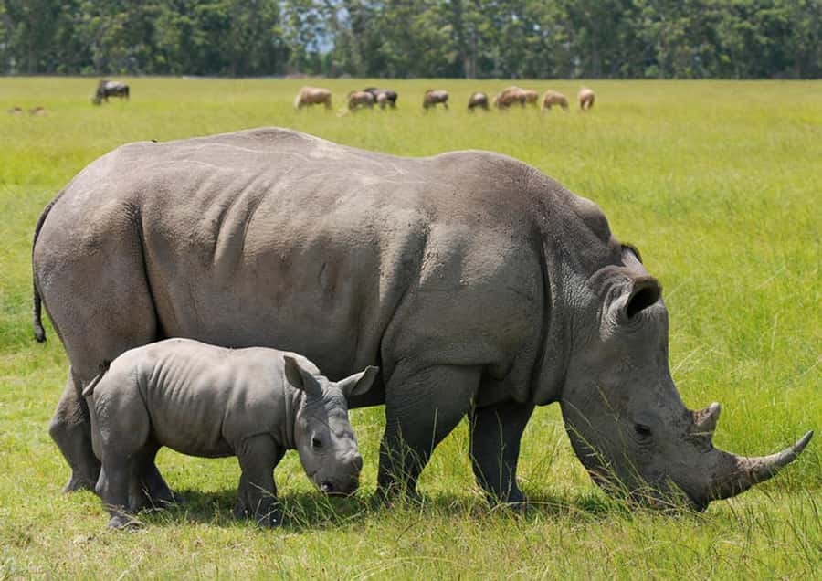Nairobi National Park: Half or Full-Day Private Layover Tour - Key points at a glance