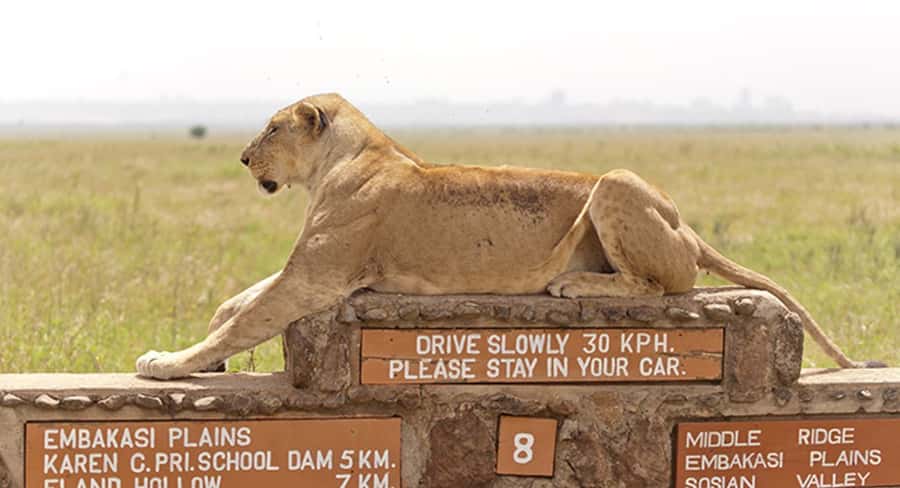 Nairobi National Park: Half or Full-Day Private Layover Tour - Why Nairobi National Park works for a layover