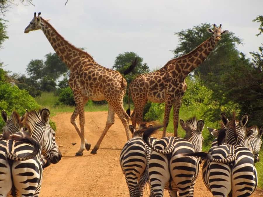 Nairobi National Park: Half or Full-Day Private Layover Tour - Four hours among rhinos, lions, and open plains