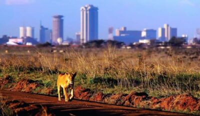 Nairobi National Park: Half or Full-Day Private Layover Tour