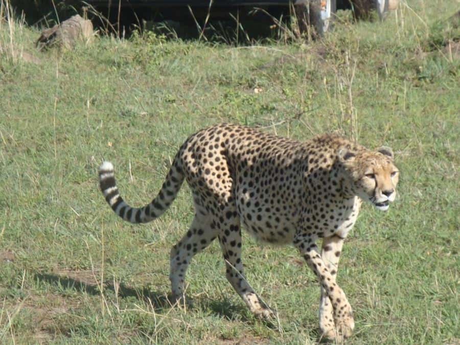 Nairobi National Park: Half or Full-Day Private Layover Tour - Birdwatching gives the drive another purpose