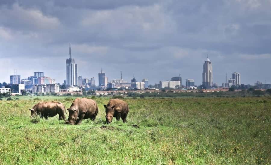Nairobi National Park: Half or Full-Day Private Layover Tour - Half-day or full-day: choosing the right version