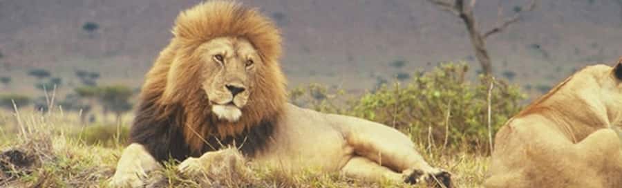 Nairobi National Park: Half or Full-Day Private Layover Tour - What the private 4x4 setup adds