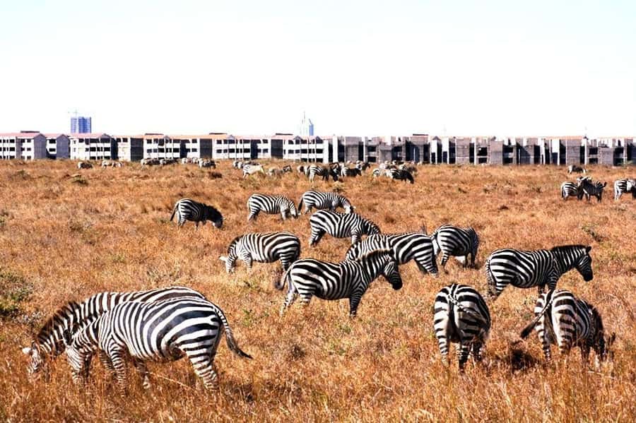 Nairobi National Park: Half or Full-Day Private Layover Tour - Is $184 a fair price?