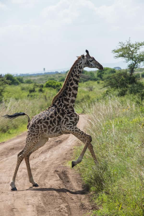 Nairobi National Park: Half or Full-Day Private Layover Tour - The guide can make or break a short safari