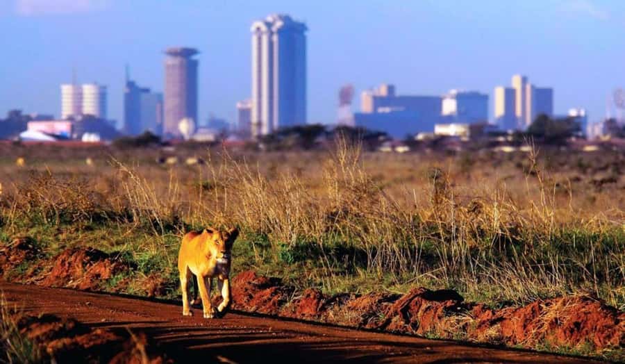 Nairobi National Park: Half or Full-Day Private Layover Tour - The 30-minute ride from pickup to the park