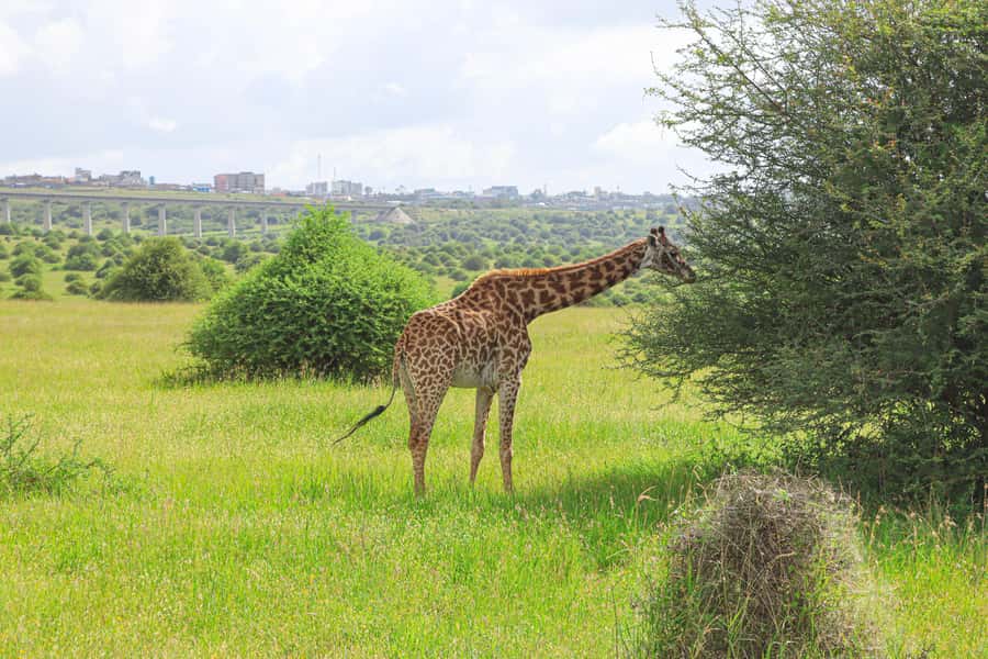 Nairobi National Park: Layover Tour in a 4X4 Safari Vehicle - A Comfortable Start in a Private 4X4