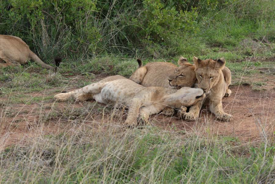 Nairobi National Park: Layover Tour in a 4X4 Safari Vehicle - The Ivory Monument and Nairobi’s Poaching History