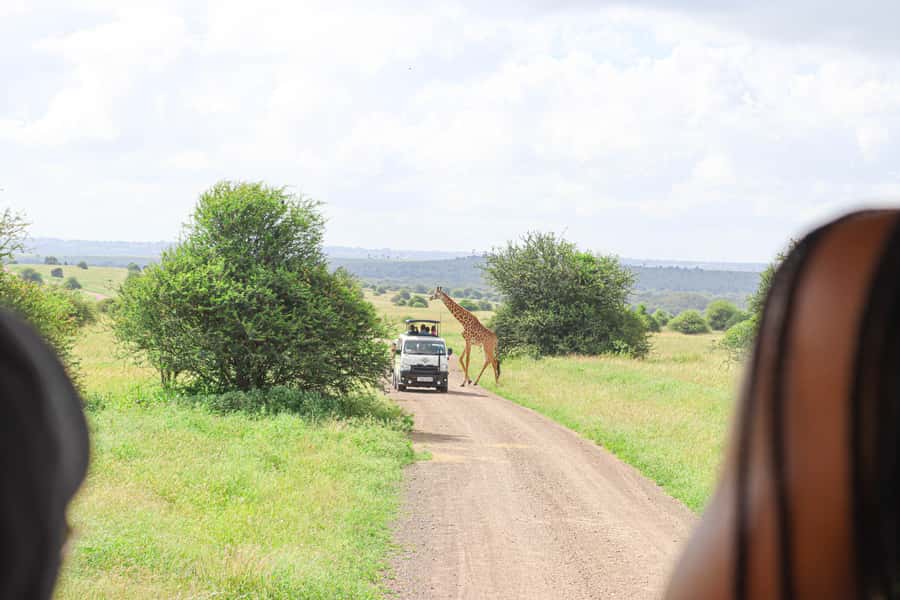 Nairobi National Park: Layover Tour in a 4X4 Safari Vehicle - Is $130 Per Person Fair Value?