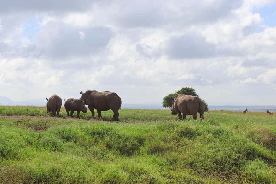 Nairobi National Park: Layover Tour in a 4X4 Safari Vehicle - What to Bring for the Open Roof