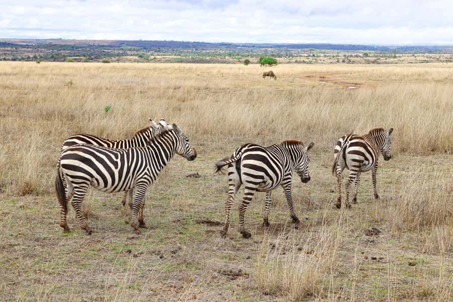 Nairobi National Park: Layover Tour in a 4X4 Safari Vehicle - Who Will Get the Most From This Tour?