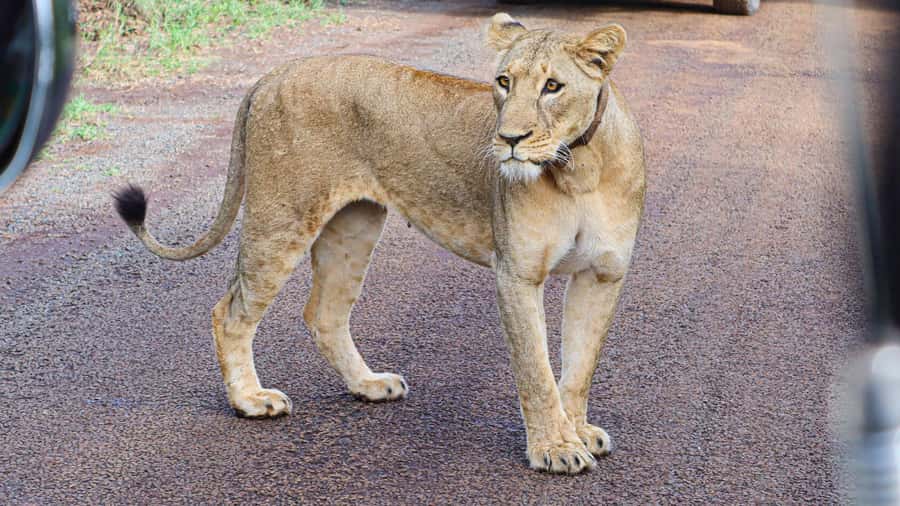 Nairobi National Park: Layover Tour in a 4X4 Safari Vehicle - Booking Flexibility and Practical Details