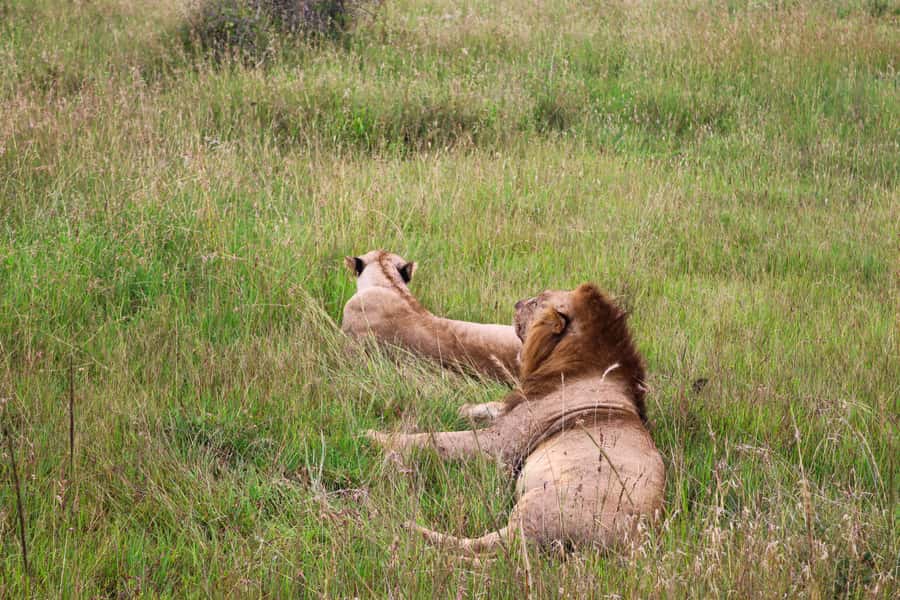 Nairobi National Park: Layover Tour in a 4X4 Safari Vehicle - Five Hours Searching for Wildlife
