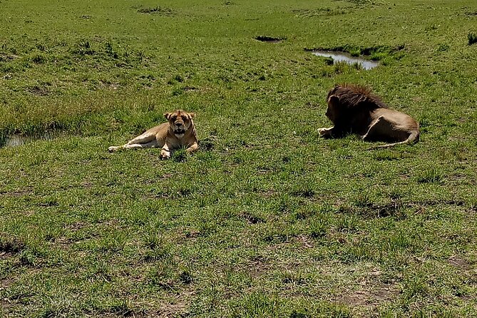 Nairobi National Park Morning Game Drive - Key points at a glance