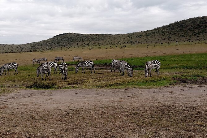 Nairobi National Park Morning Game Drive - Nairobi National Park, a safari within city limits