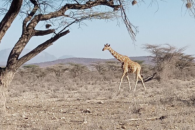 Nairobi National Park Morning Game Drive - The short restaurant break after the drive
