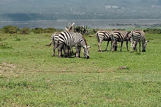 Nairobi National Park Morning Game Drive - What the $170 price really covers