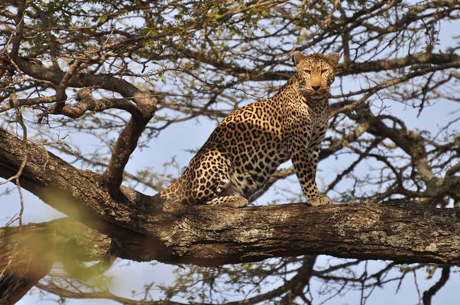 Nairobi National Park Morning Game Drive With Free Pickup - Key things to know before you book