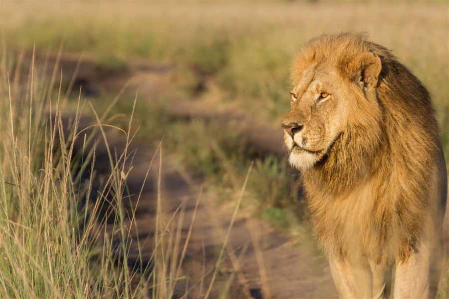 Nairobi National Park Morning Game Drive With Free Pickup - Four hours among lions, rhinos, and giraffes