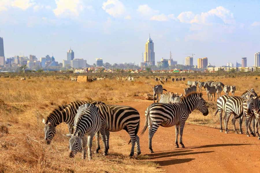 Nairobi National Park Morning Game Drive With Free Pickup - Timing problems to clarify before departure