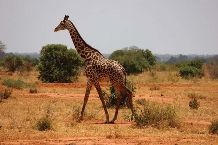 Nairobi National Park Morning Game Drive With Free Pickup - How Julimas Safaris performed