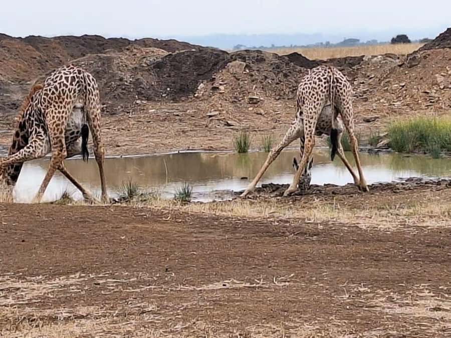Nairobi National Park Morning Game Drive With Free Pickup - The early pickup and 40-minute ride